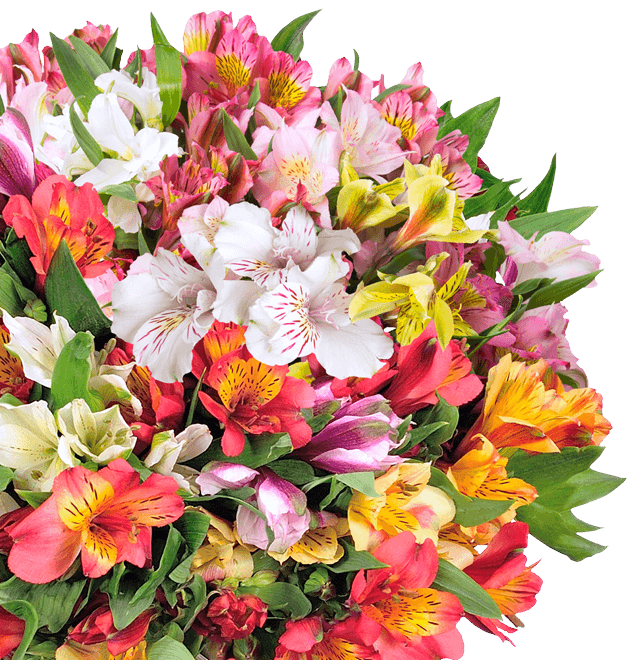 Schnittblumen online bestellen BlumeIdeal.de